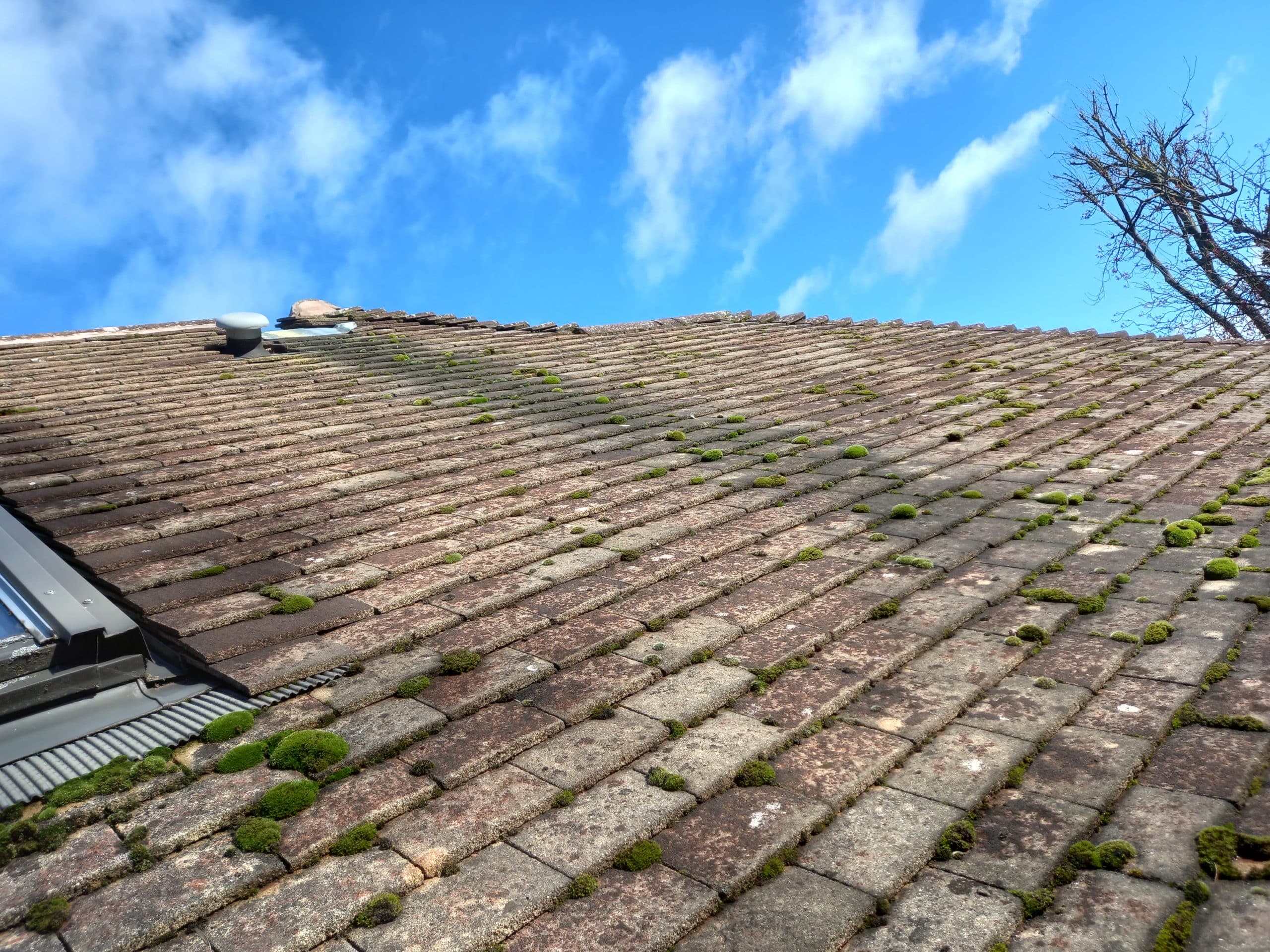ditry moss roof