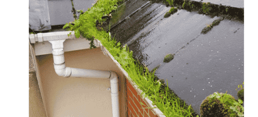 Grass in gutters