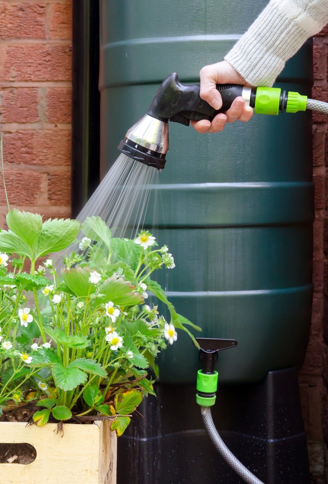 water barrel watering plants