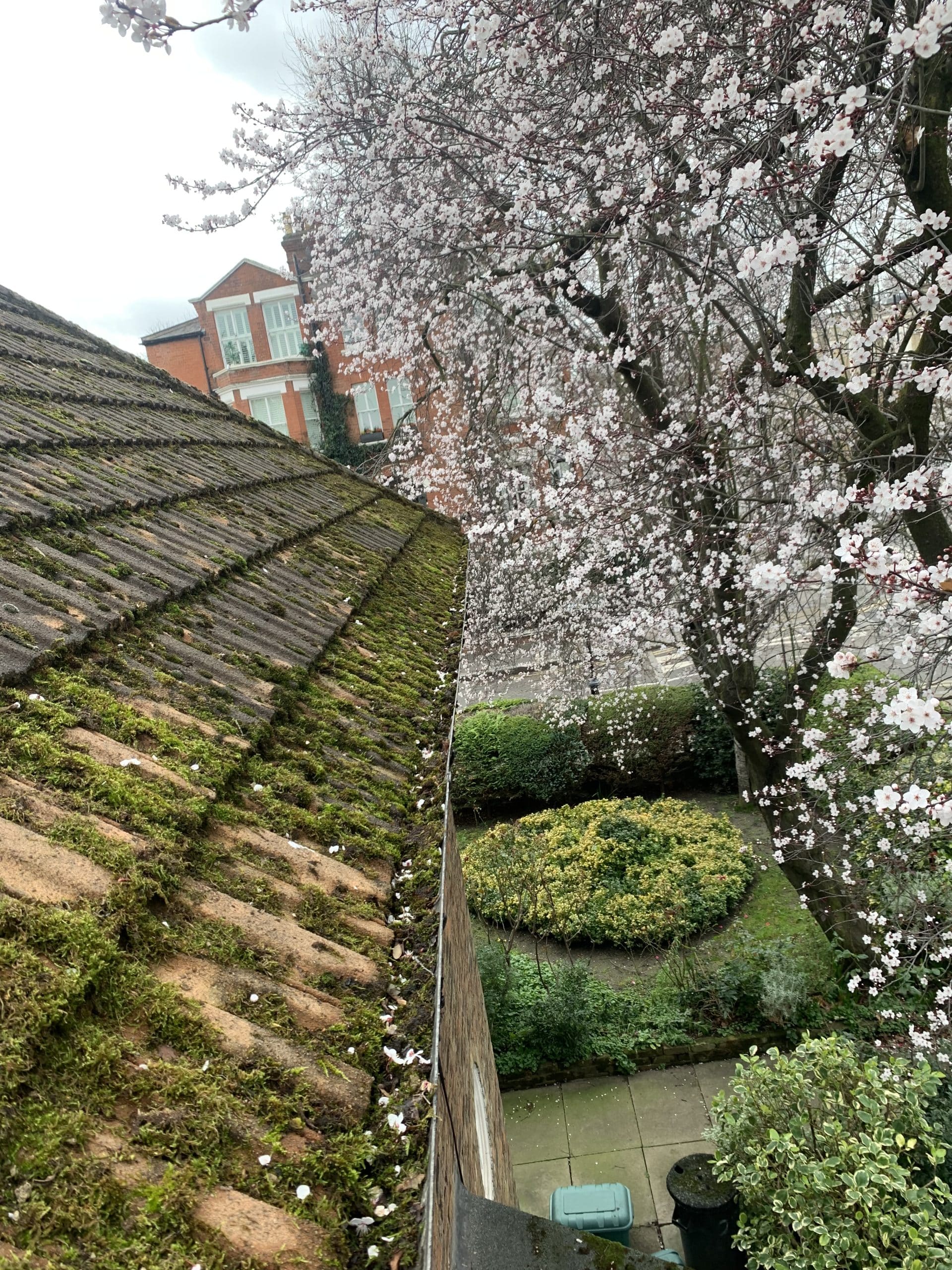 moss on roof