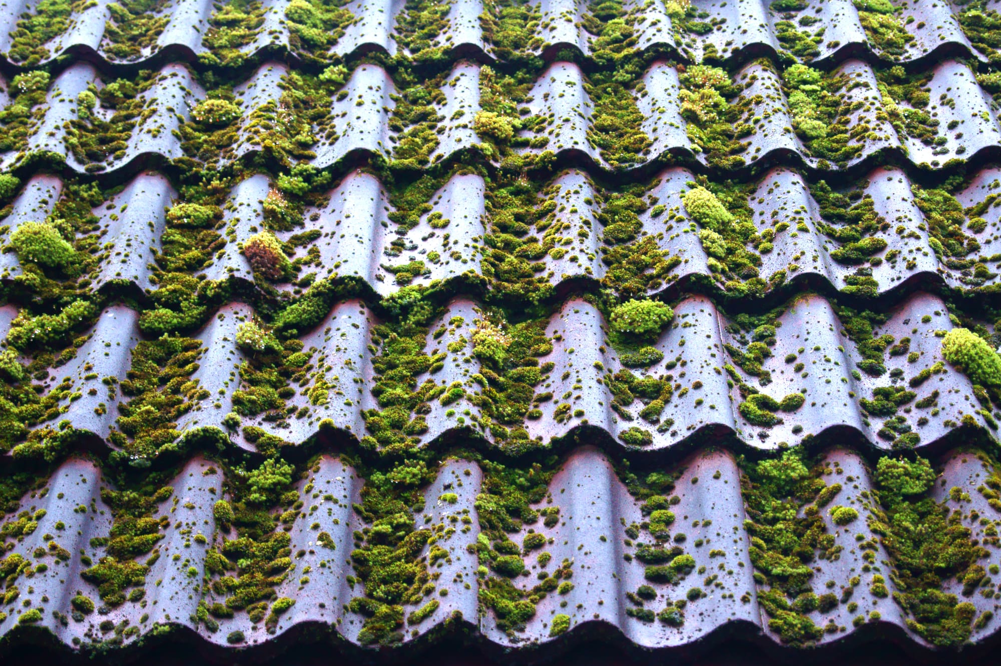 Roof With Moss On top