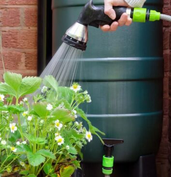 A hose watering a green bush using water from a waterbutt.