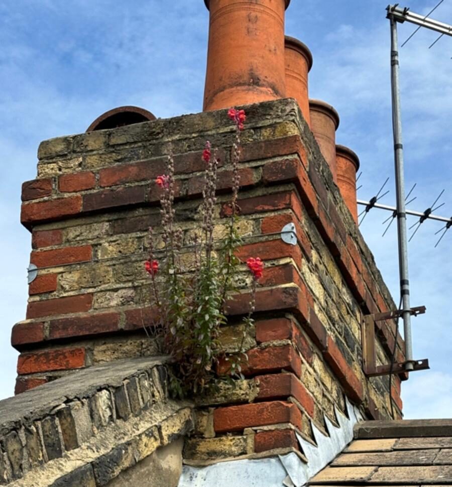 A weed growing out of a chimney stack.