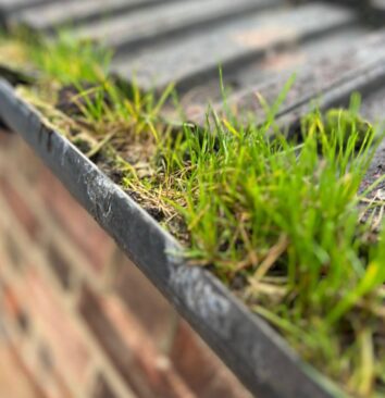 A close up of grass that has grown in a gutter.