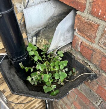A before photograph of a downpipe that needs to be unblocked.