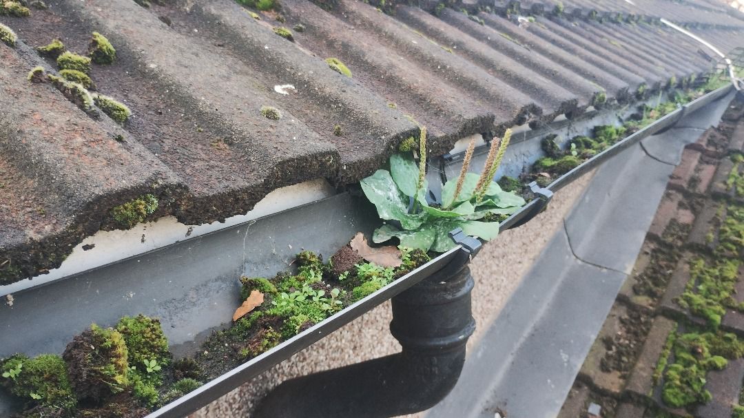 A gutter with leaves blocking a downpipe outlet in a black UPVC gutter.