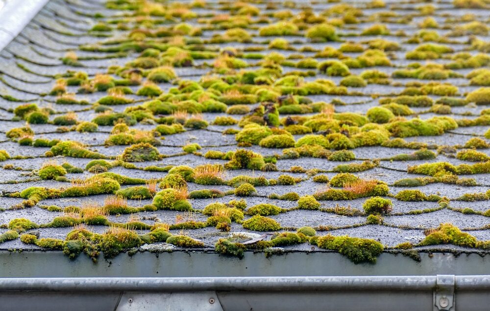A photo displaying moss growing on a roof.