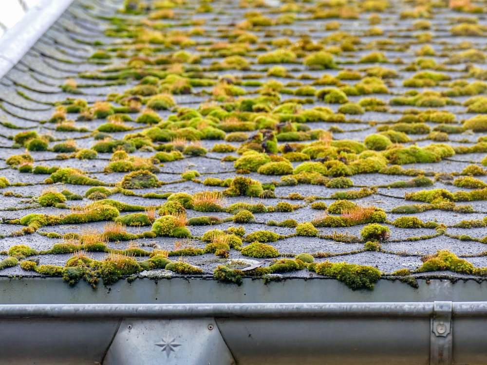 How Do I Prevent Moss From Growing on My Roof?