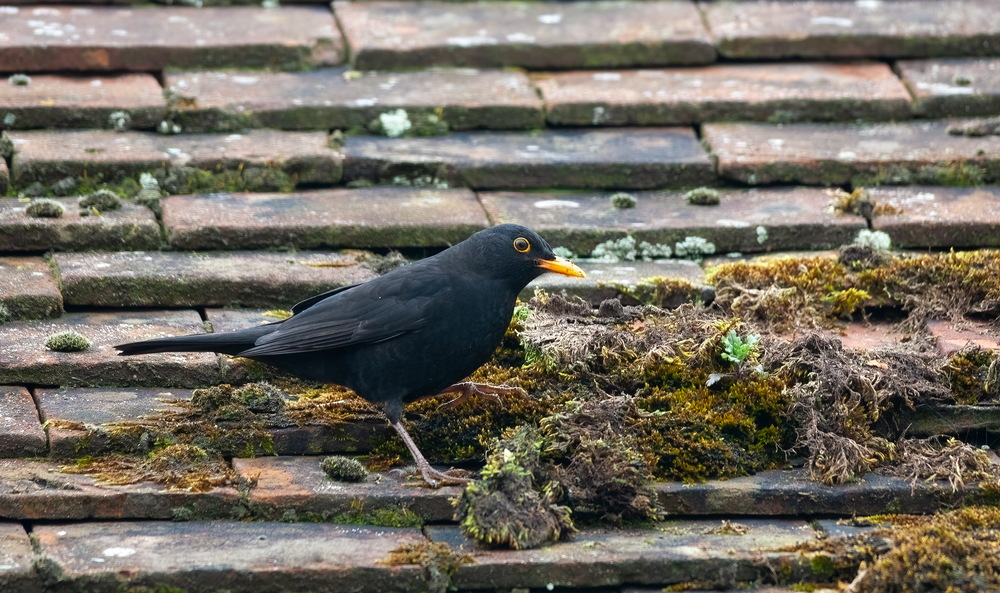 Blackbird on a roof looking for food in the moss.