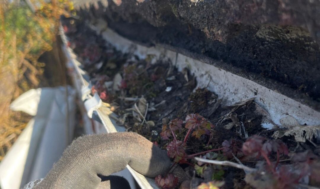Image of a gutter full of moss and debris.