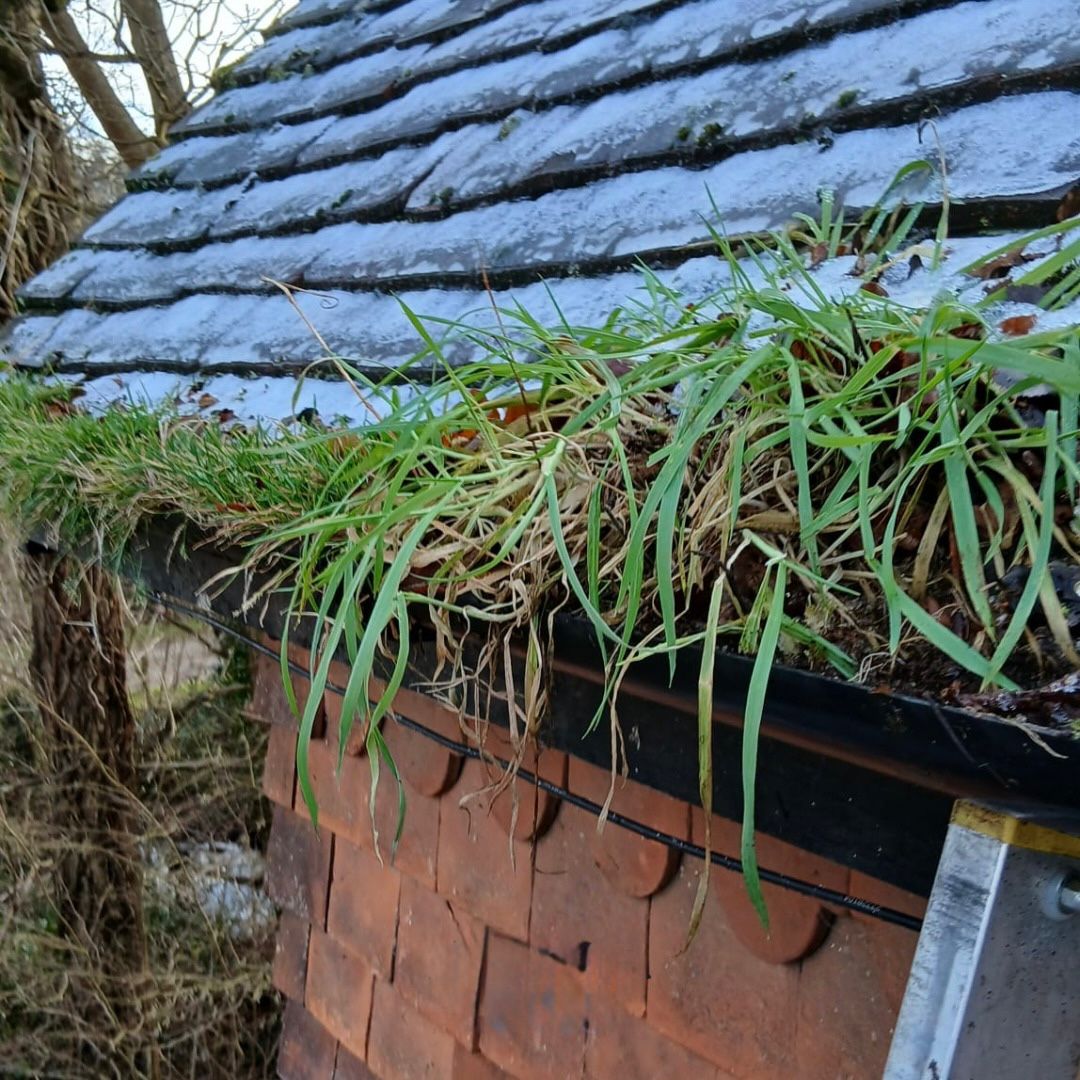 Image of severe plant growth in a gutter.