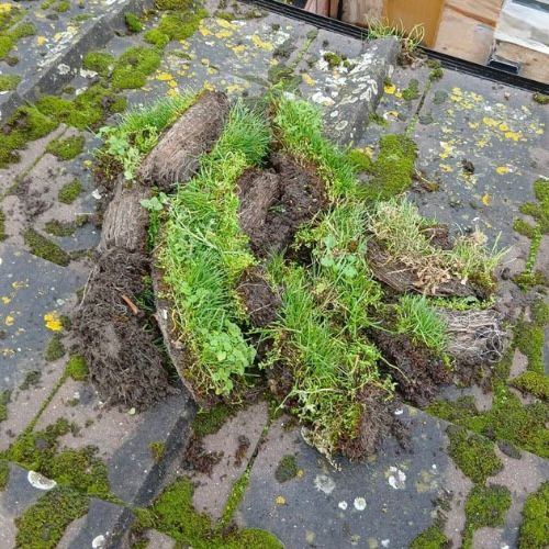 A photo of moss that has been removed from a roof.
