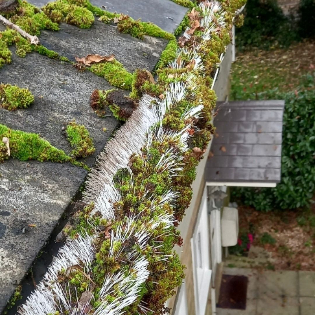 A photo of a gutter clogged with moss.