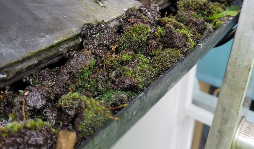 Image of a gutter filled with moss.