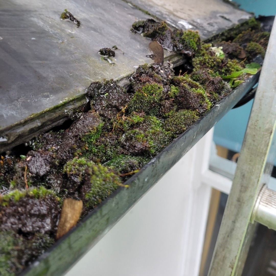 Why Roof Moss Removal Is Essential for Protecting Your Gutters and Home