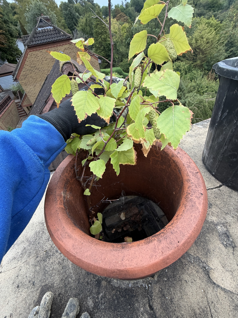 Plant growing in chimney.