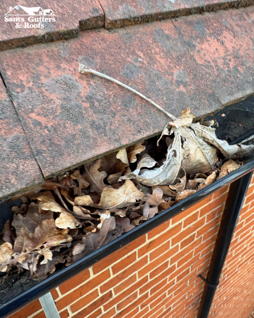Autumnal leaves in gutter.